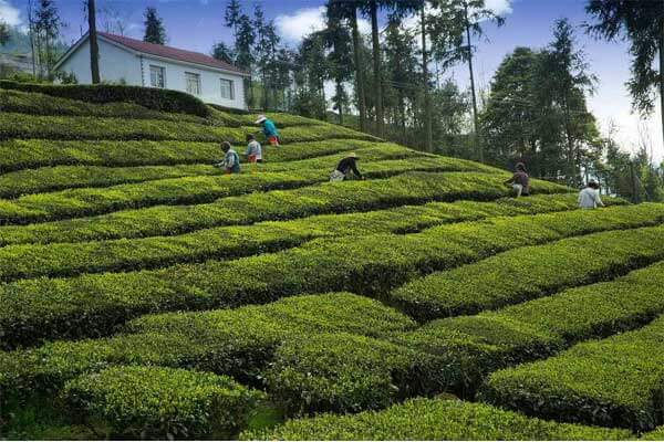 Tea Garden
